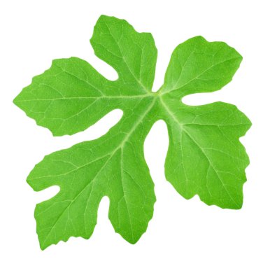 Karpuz yaprağı beyaz üzerine izole edilmiştir. Ayrıntılı rötuş.