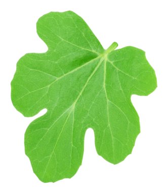 Kavun yaprağı beyaz bir izole. Ayrıntılı rötuş.