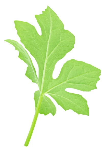 Vattenmelon blad isolerad på en vit. Detaljerad retuschera. — Stockfoto