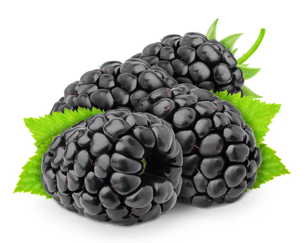 Heap of freshly picked blackberries with leaves isolated on white background. As design element. — Stock Photo, Image