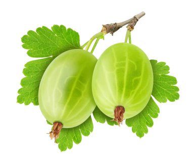 Beyaz arka planda yaprakları olan olgun, tatlı bektaşi üzümü dalları. Birleşik resim.
