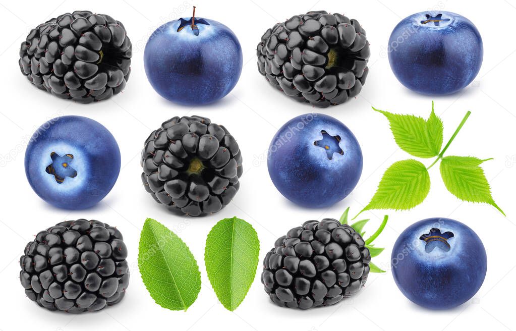 Colourful collection of forest berries - blueberry and blackberry isolated on a white background with clipping path.