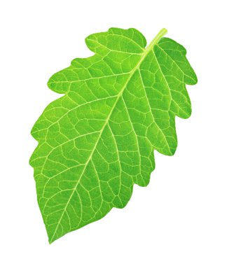 Beyaz arkaplanda tek bir domates yaprağı var..