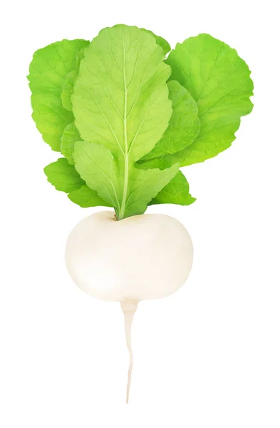 Fresh Whole White Turnip Leaves Isolated White Background Clip Art — Stock Photo, Image