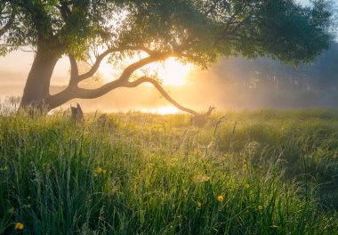 Yaz doğa. Puslu sabah. Çiğ damlaları ile yeşil çimenlerin üzerinde ağaç üzerinden güneş parlar. Güzel sakin sabah manzara.