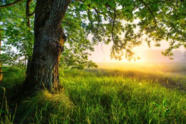 Sabah yeşil meşe ağacı. Sisli güneşli arka plan büyük meşe. Muhteşem yaz manzara. Yeşil ot ve yaprak sabah güneş ışığı altında. Kopya alanı ile yaz sahne.