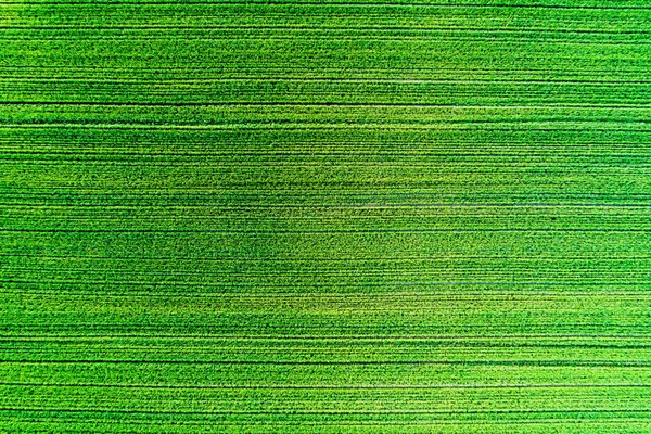 Green field from above. Vivid agricultural field texture aerial view. Agricultural background.