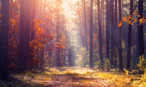 Paisagem Outono Tranquila Queda Natureza Caminho Florestal Luz Solar Através — Fotografia de Stock