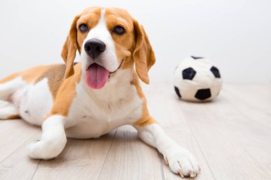 Yorgun beagle yerde topu arka plan üzerinde dil ile. Köpeğin yanına en sevdiği oyuncak.
