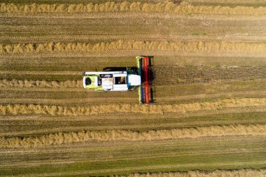 Tema hasat. Biyoyakıt endüstrisi kavramı. Üstten görünüm yukarıda buğday alanında çalışan hasat birleştirin. Sonbahar tarım sahne.