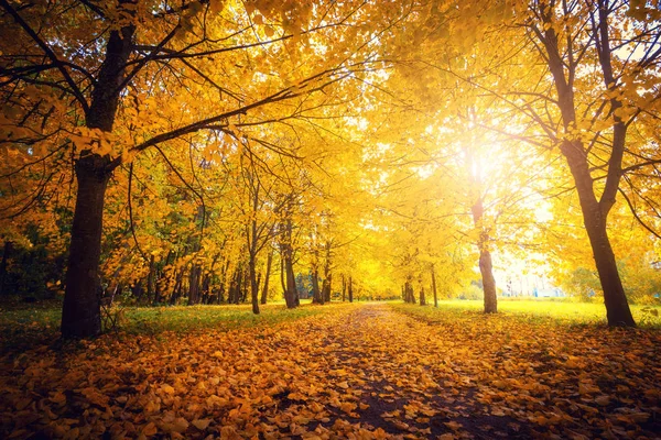 Autumn scene. Fall background. Colorful leaves in park everywhere. Trees and path covered by yellow foliage. Bright sun shining through autumn trees over road.