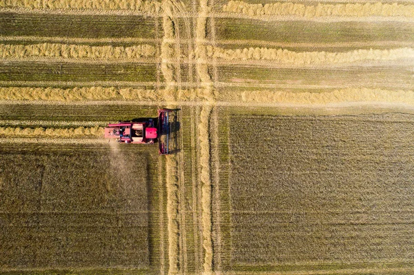 Kırmızı alan üst görünümünde çalışma hasat birleştirin. Alan hasat arka plan. Eko yakıt tarım kavramı.