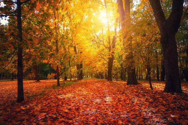 Autumn landscape. Fall scene. Tranguil background. Autumn park with coloful foliage in sunlight. Yellow red orange leaves covering footpath and trees.