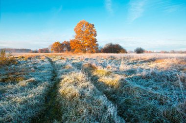 Sunny sonbahar sabahı. Ayaz ağaç ile renkli yeşillik çayır çim. Sonbahar manzara. Sonbahar sahne.