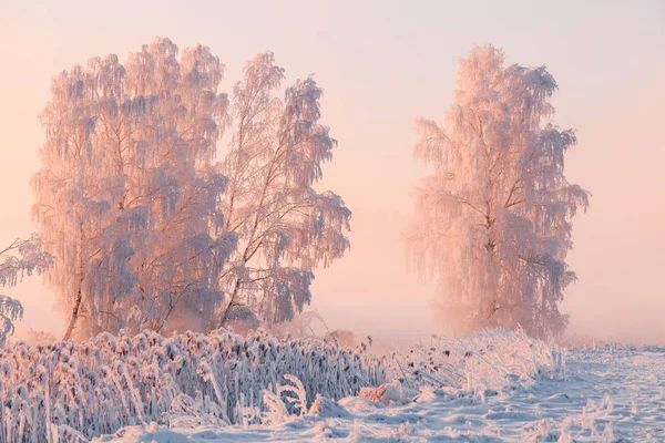 冬の自然 美しいクリスマスの朝 赤ピンク朝日と霧氷の木 雪の降るクリスマス背景 — ストック写真