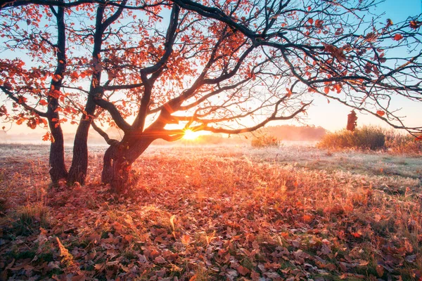 Herbstsonnenaufgang Auf Der Wiese Die Sonne Scheint Durch Zweige Mit — Stockfoto