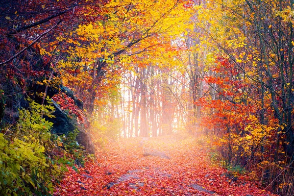 Herfst Landschap Weg Vallende Vallende Bladeren Herfst Bos Val Natuur — Stockfoto