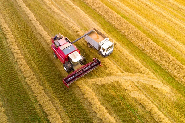 Harvesting Combine Harvester Pours Grain Truck View Autumn Agricultural Background — Stock Photo, Image