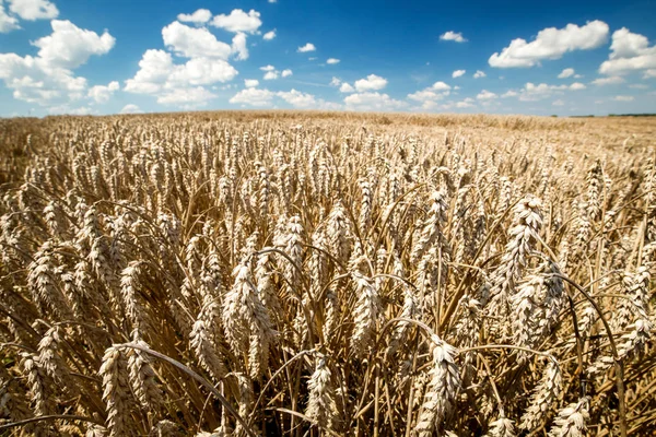 Tarweveld Blauwe Hemelachtergrond Zonnige Oogsten Achtergrond Rijpe Oren Van Tarwe — Stockfoto