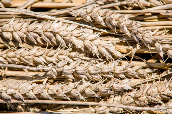 Grande Plano Trigo Colheita Antecedentes Tema Agricultura Textura Trigo — Fotografia de Stock