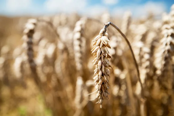 Weizen Auf Dem Feld Hintergrund Einem Sonnigen Tag Ernten Landwirtschaftlicher — Stockfoto