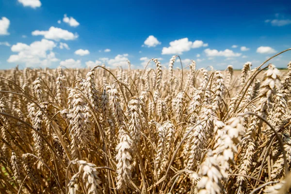 Tarwe Blauwe Hemelachtergrond Herfst Veld Van Tarwe Tarwe Oren Close — Stockfoto