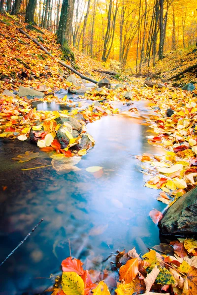 Fall nature. Autumn forest with foliage. Stream in forest.