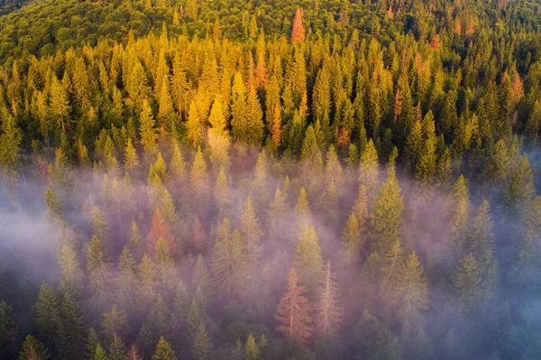 Krásný Les Pohled Shora Jehličnatý Les Mlhy Slunce Vzorky Smrkových — Stock fotografie