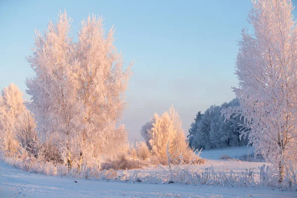 Noel Arka Plan Kış Doğa Soğuk Sabah Kış Manzara Soğuk — Stok fotoğraf