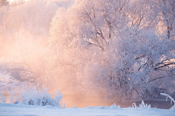 크리스마스 자연입니다 생생한 풍경입니다 보호와 떠오르는 태양으로 — 스톡 사진