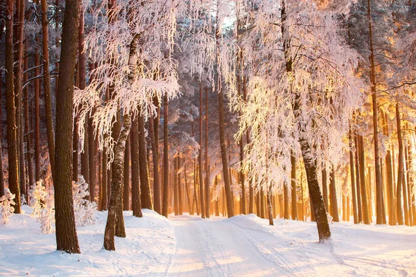 Camino Bosque Invierno Paisaje Invernal Hermoso Bosque Navidad Invierno Con — Foto de Stock