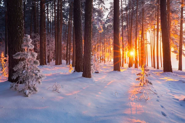 Winterwald Weihnachtssonnenaufgang Verschneiten Wald Weihnachtsurlaub Hintergrund Winterlandschaft Mit Aufgehender Sonne — Stockfoto