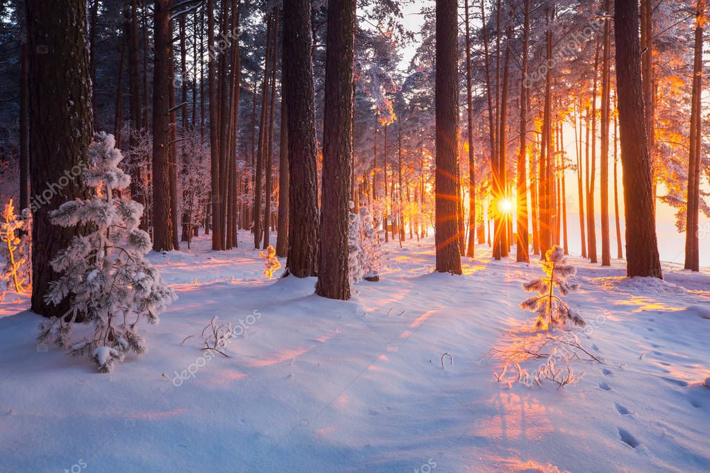 Winter Forest Christmas Sunrise Snowy Forest Christmas Holiday