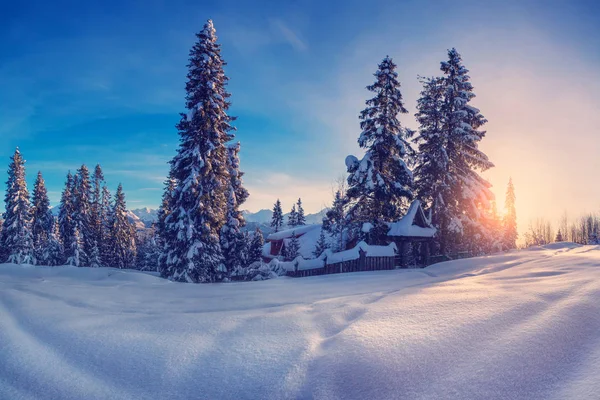 Winter landscape. Sunrise in winter mountains. Christmas nature. Xmas White textured snow on foreground and tall fir-trees on backdrop.