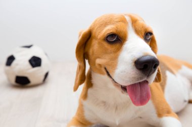 Mutlu köpek yakın çekim. Beagle köpek pembe bir dili ile. Gülümseyen beagle.