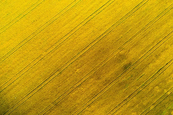 Vista Aérea Campo Amarelo Campo Agrícola Vista Cima Fundo Colheita — Fotografia de Stock