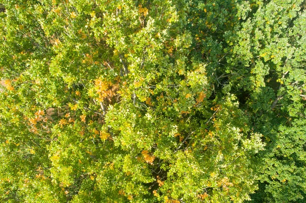 Зелене Листя Дуба Дереві Крупним Планом Дерево Сонячному Світлі Природний — стокове фото