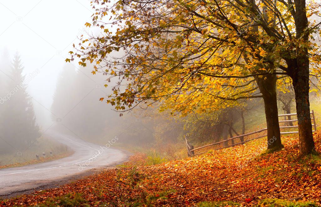 Autumn road. Autumn landscape. Fall nature. Colorful foliage on trees and ground. Road in mist.