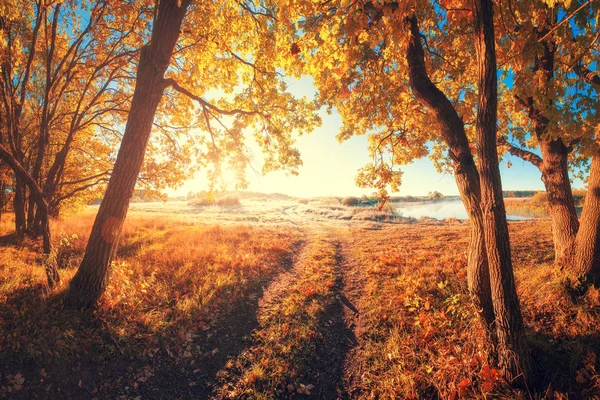 秋の風景です 晴れた秋の自然 フォレスト内のパス 秋の道 秋の公園 — ストック写真