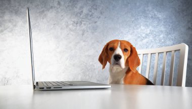 Zeki beagle köpek vasıl belgili tanımlık laptop kapalı. Hayvan eğitimi kavramı. Konu zeki hayvan.