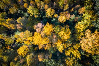 Sonbahar orman. Ağaçlar yukarıdan renkli yaprakları ile. Sonbahar hava arka plan. Sonbahar Doğa.