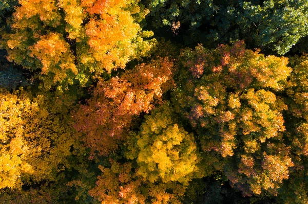 Осінні Дерева Осінні Кольори Осіння Природа Осінні Дерева Різнокольоровим Видом — стокове фото