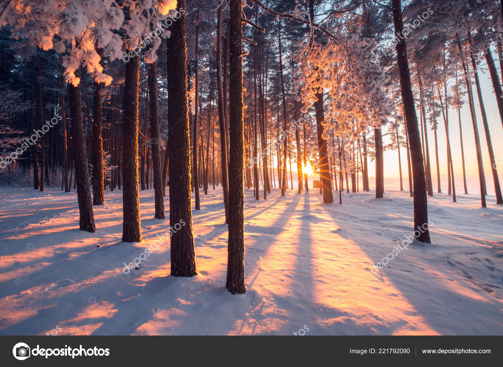 Winter Wonderland Winter Forest Colorful Sunrise Forest Winter Nature Christmas Stock Photo Image By C Alex Ugalek