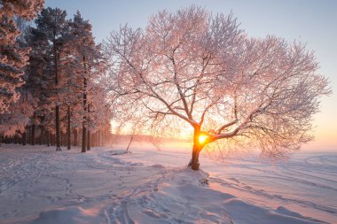 Kış manzarası. Christmas doğa. Noel akşam manzara. Kış harikalar diyarı. Gün batımında beyaz ayaz ağaç.