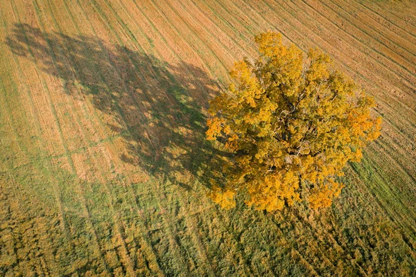 Sonbahar Hava Manzara Sarı Meşe Ağaç Görünümü Yukarıdaki Sonbahar Arka — Stok fotoğraf