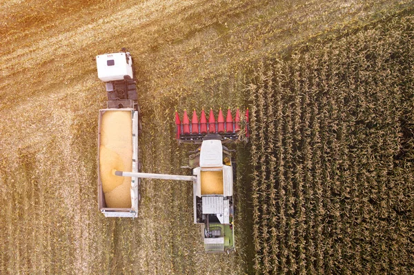 Harvesting Combine Harvester Pours Corn Grains Truck Aerial View Agriculture — Stock Photo, Image