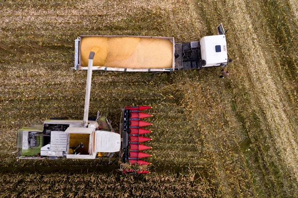 Høstning Majs Udsigt Fra Oven Efterårslandbrug Efterår Landbrug Kombiner Høstmaskine - Stock-foto