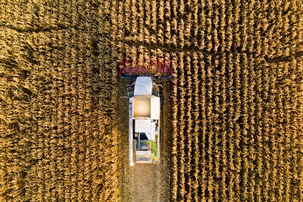 Combine harvester in corn field. Fall farming works. Agriculture.