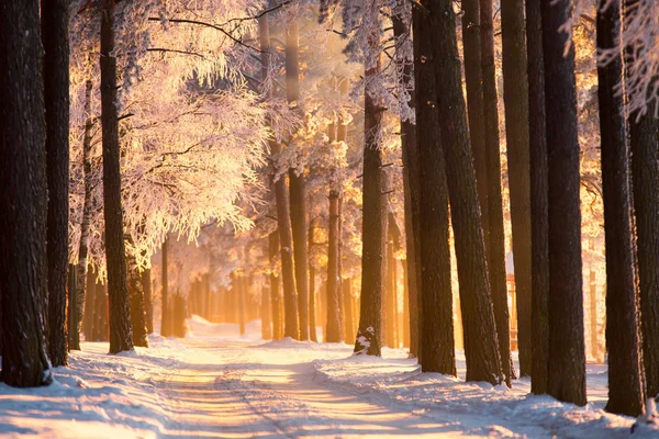 Inverno Alberi Ghiacciati Nella Foresta Alla Luce Del Sole Paesaggio — Foto Stock