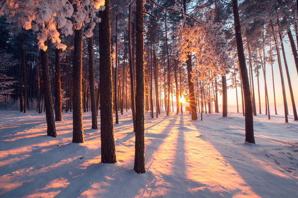Winter wonderland. Winter forest. Colorful sunrise in forest. Winter nature. Christmas landscape.